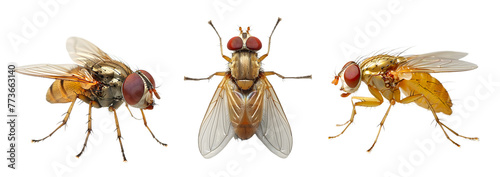 fly isolated on a transparent PNG background, white background , Generative Ai