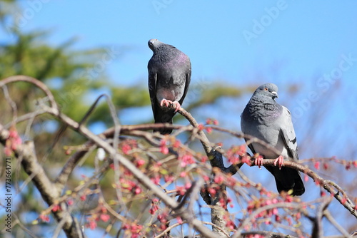 Konstfotografi 桜の木の枝にとまって首をかしげる鳩