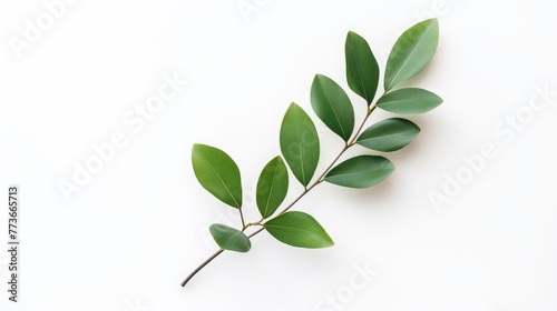 Minimalist flat lay of a single sprig of green leaves against a plain white background, natural beauty of green leaves, Earth day