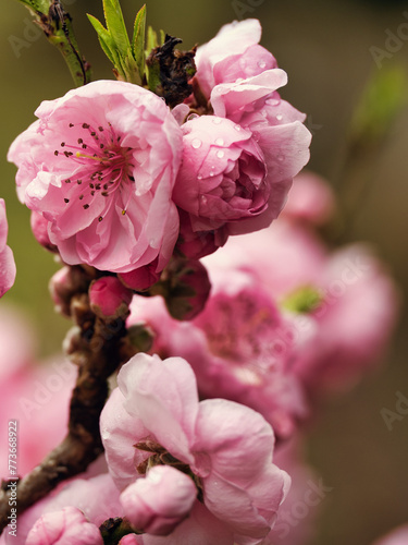 Tokyo, Japan - April 2, 2024:  Pink flowers of Prunus persica or flowering peach
