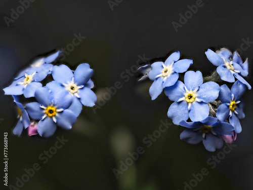 Tokyo, Japan - April 2, 2024:  Closeup of small blue forget-me-not flowers