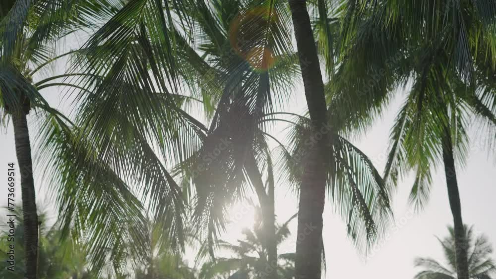 palm trees in the wind sun mornning. Coconut palm trees