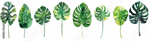 Collection of vibrant green leaves neatly aligned in a row against a plain white background photo