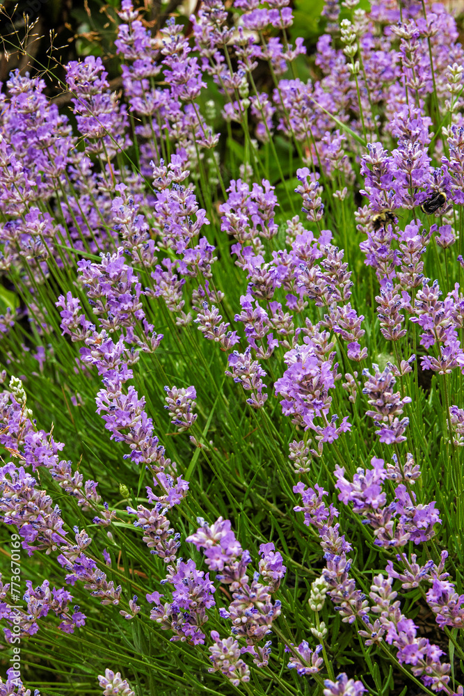 Obraz premium Lavender blossoms in the summer garden