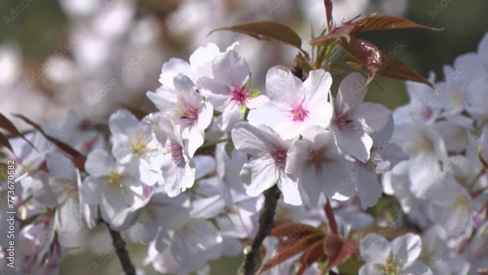 日本の春を代表する花、桜ソメイヨシノ