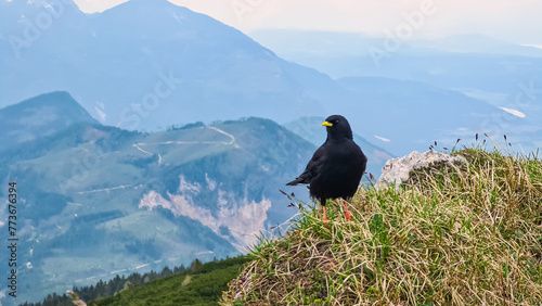 Close up view of black ravens on top of Feistritzer Spitze (Hochpetzen) with scenic view of majestic mountain peaks Karawanks and Julian Alps, Carinthia, border Austria Slovenia. Hiking trail Petzen photo