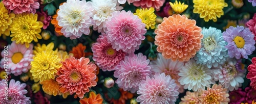 Colorful Chrysanthemum Flowers and Daisies Floral Background © 柳迪 付