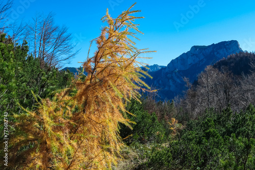 Close up view of golden coloured conifer tree branch in autumn. Idyllic hiking trail through alpine forest near Eisenerz, Ennstal Alps Styria, Austria. Wanderlust in remote Austrian Alps. Serenity photo