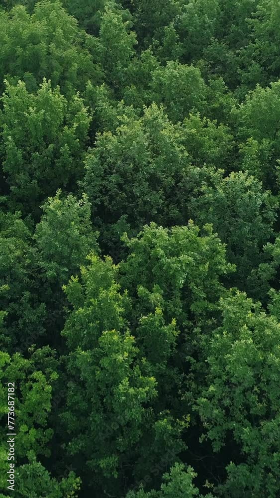Vertical aerial nature view forest scenery foliage Vertical aerial nature view forest scenery foliage