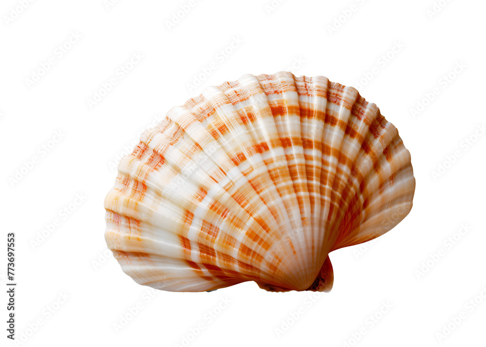 Obraz premium Shell isolated on white background, png