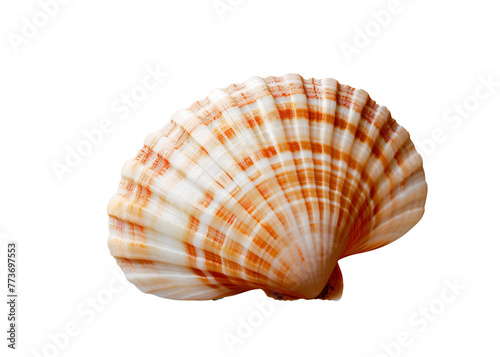 Shell isolated on white background, png