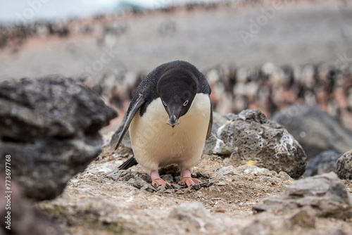 An Adélie penguin building their nest on Paulet Island in the Antarctic Sound, Antarctica photo