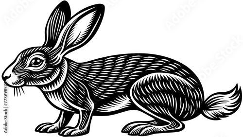 jack rabbit
