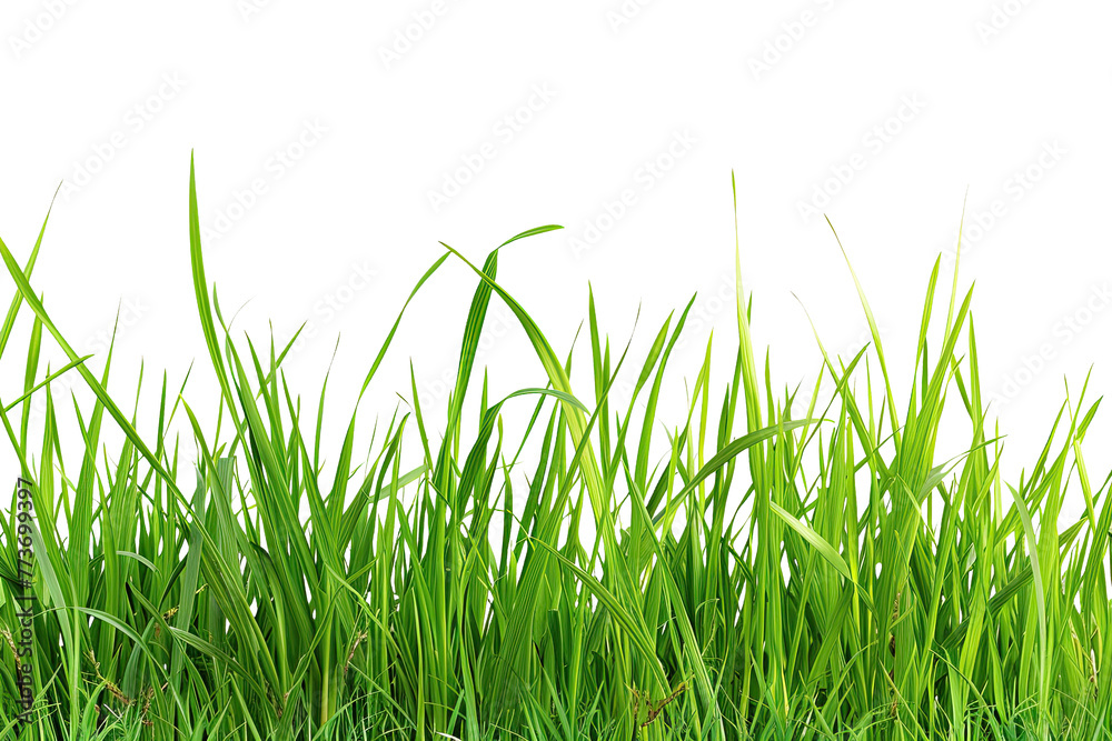 Natural grass on transparent background Natural grass on transparent background