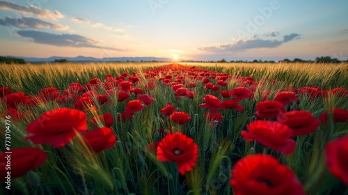   A red-flowered field bathed in sunlight