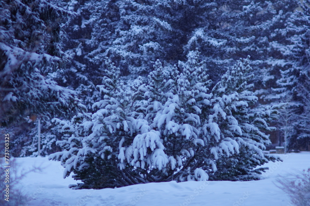 snow covered trees