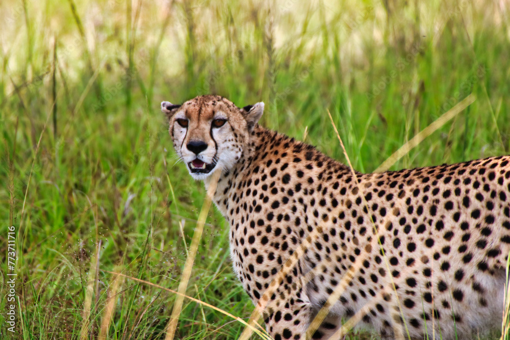 A lone female Cheetah looks out for game in the vast grasslands of Maasai Mara, Kenya, Africa A lone female Cheetah looks out for game in the vast grasslands of Maasai Mara, Kenya, Africa