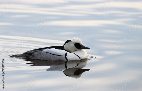 Smew photo