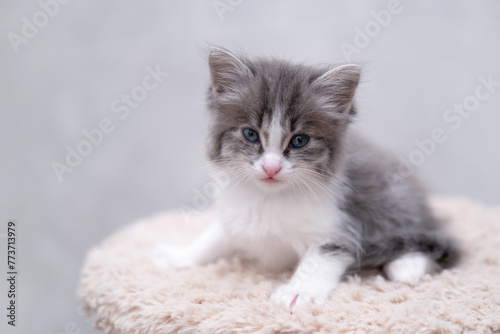 cute gray cat on a light background