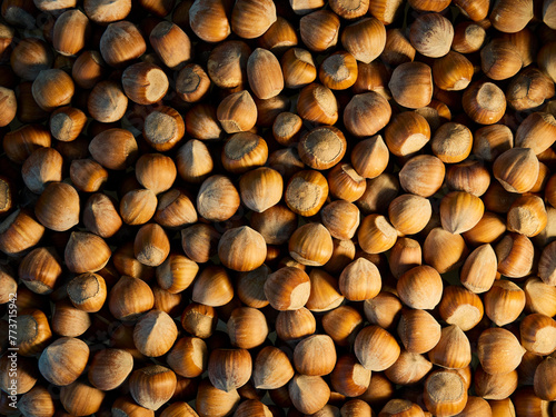 Many hazelnuts in shell. Natural background. 