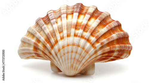 Detailed seashell with stripes on a white background.