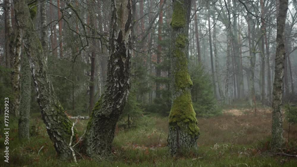 Big Birch Trees Covered With Moss On A Moody Forest Of Kampinos National Park In Poland. Zoom In Shot Big Birch Trees Covered With Moss On A Moody Forest Of Kampinos National Park In Poland. Zoom In Shot