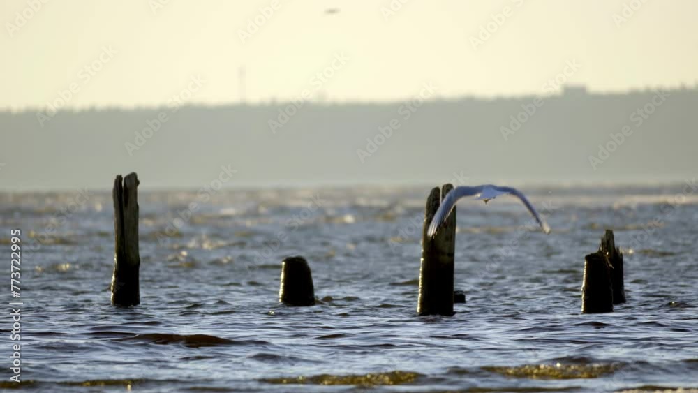 Black-headed gull alone flying over a choppy ocean, with white caps on waves, Four piles left from the old pier are visible, which wash in the wavy sea