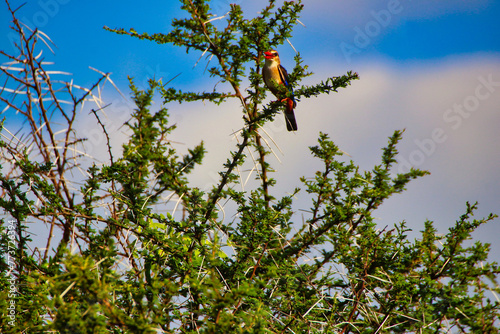 Brown Hooded Kingfisher on a bush at Tsavo East National Park, Kenya, Africa