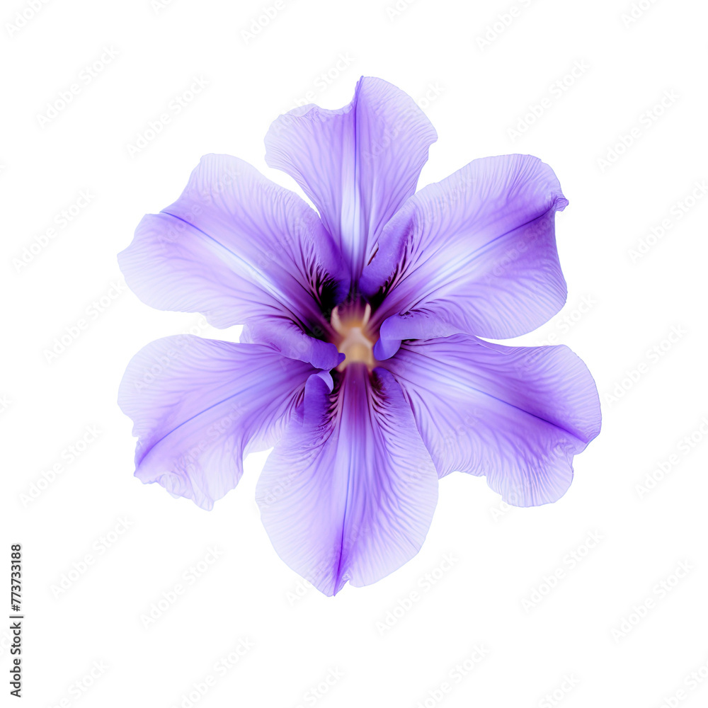 Vibrant Purple Iris Flower Isolated on White
