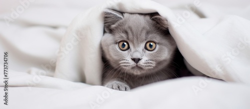 The fluffy feline is discretely concealed beneath a soft cover, cozy and out of sight photo
