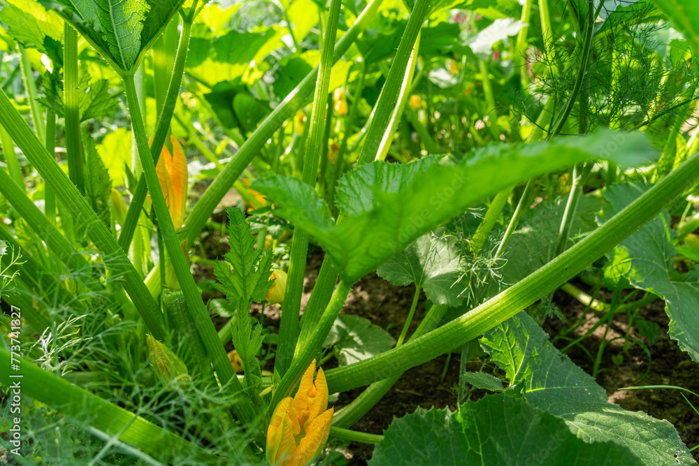 Obraz premium Pumpkin leaves growing in the garden. Green pumpkin leaves and flowers growing in the garden. 