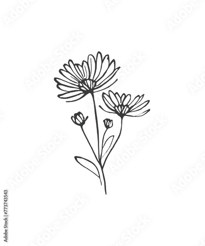 Hand drawn line art minimalist chrysanthemum illustration. Abstract rough flower drawing. Floral and botanical clipart. Elegant flower drawing for florist branding and wedding stationery.