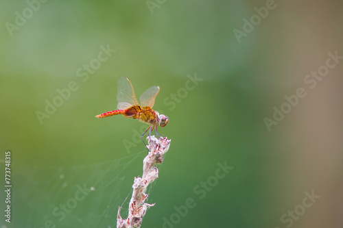 Dragonfly macro photography at wetland park, Hong Kong photo