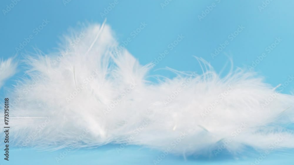 Slow motion white fluffy feathers falling and flying on chroma key background Slow motion white fluffy feathers falling and flying on chroma key background
