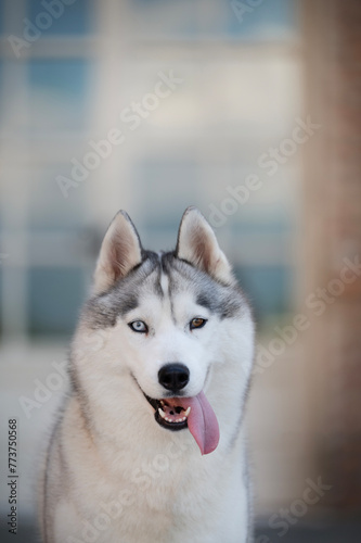 Siberian  Husky Portrait