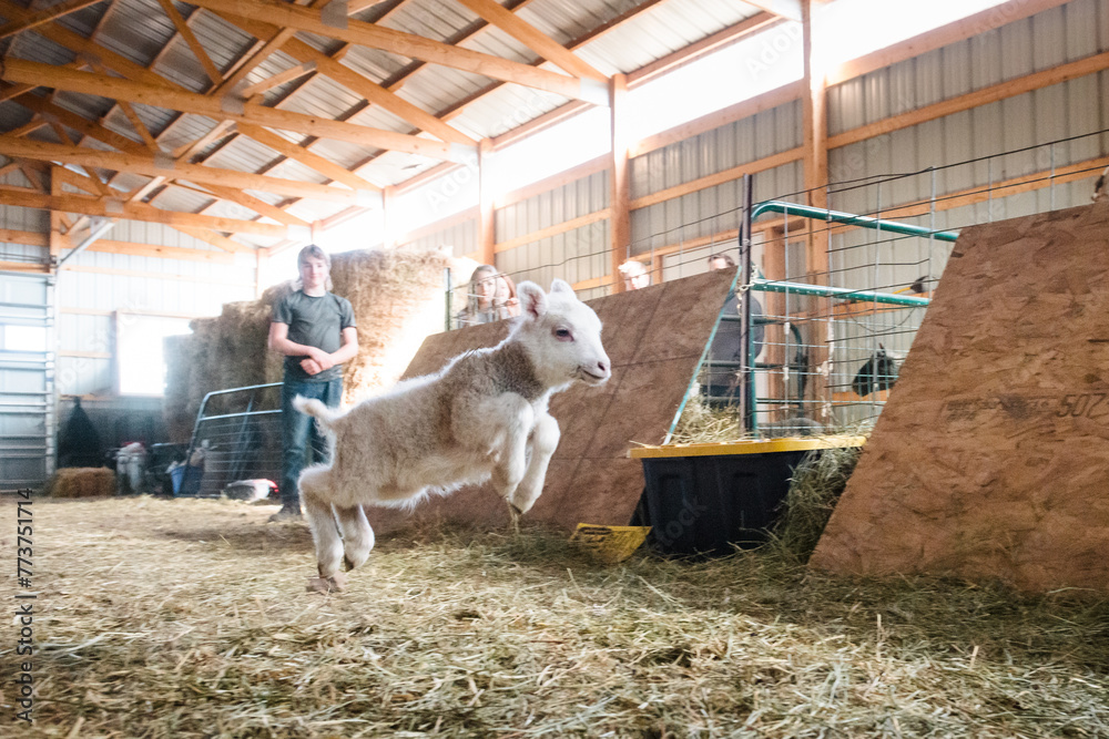 Obraz premium White lamb frolicking in a barn.