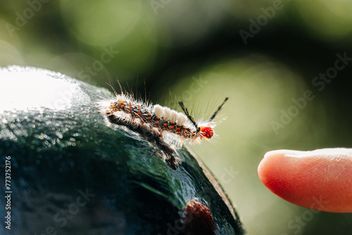 Tussock moth caterpillar interacting with finger tip, New Orleans