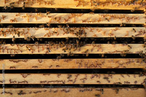 Honey bees crawl around honeycomb frames