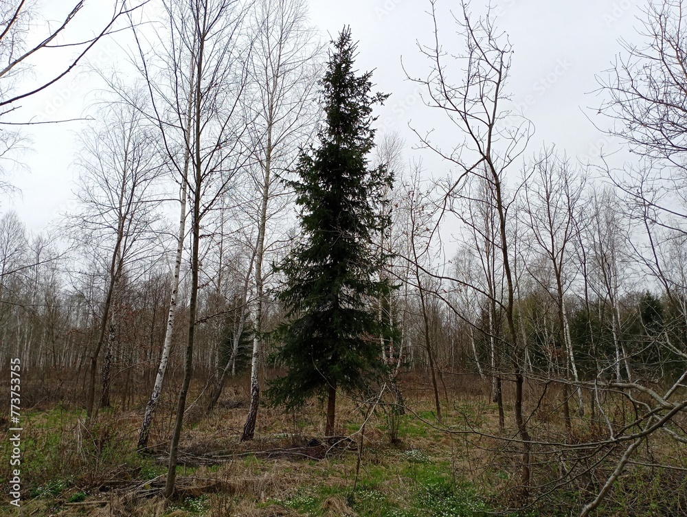 Obraz premium A lonely big Christmas tree grows in the middle of a birch forest. A beautiful symmetrical Christmas tree in the middle of the forest in spring. Christmas tree surrounded by young birches.