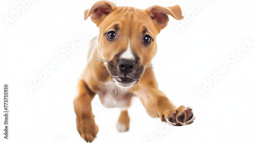 dog puppy isolated on white background. Cute funny playful doggy or pet is playing and looking happy. Concept of motion  action  movement. cutout dog