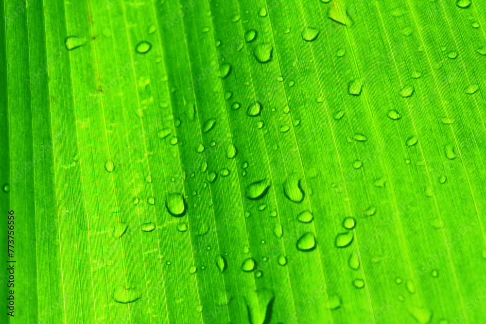 Water droplets on banana leaves. for backgrounds and wallpapers
Water droplets on banana leaves. for backgrounds and wallpapers
