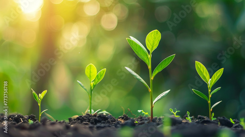 Growth process of plant saplings in fertile soil with natural background light. Close-up