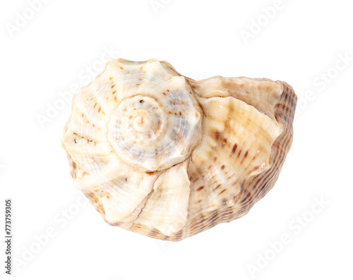 Sea shell isolated on white background. Close-up