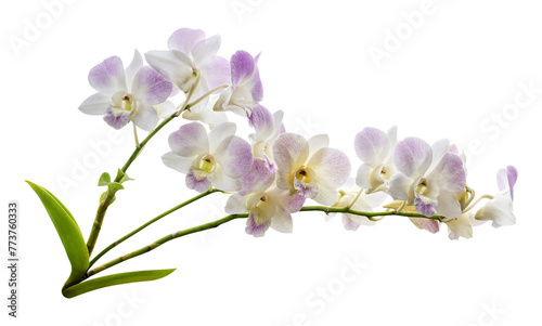 Orchid flower with green leaf