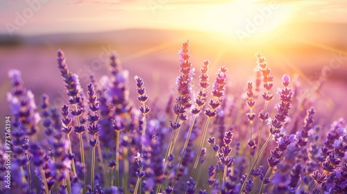 A sun-drenched field of lavender in full bloom AI generated illustration