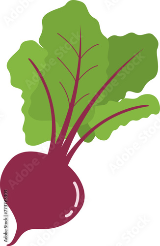 Beetroot Beets Vegetable photo