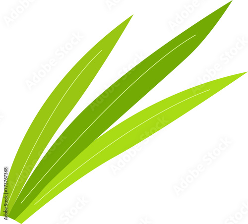Pandan Leaves