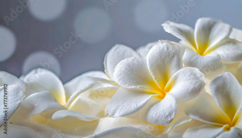 white flowers on a light background © Gulmira 