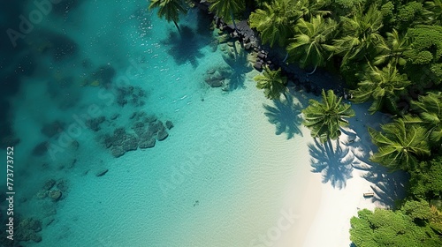 tropical island with palm trees  high definition(hd) photographic creative image © Ghulam