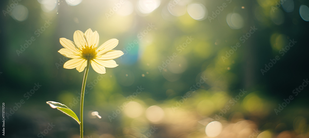 spring flower background spring flower background